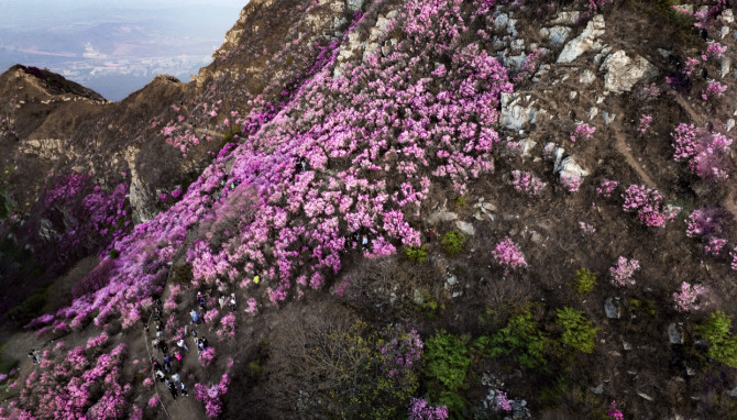 大连大黑山杜鹃花海