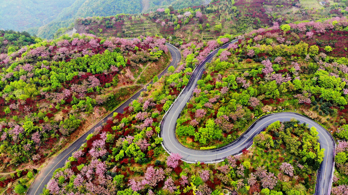 四明山樱花烂漫