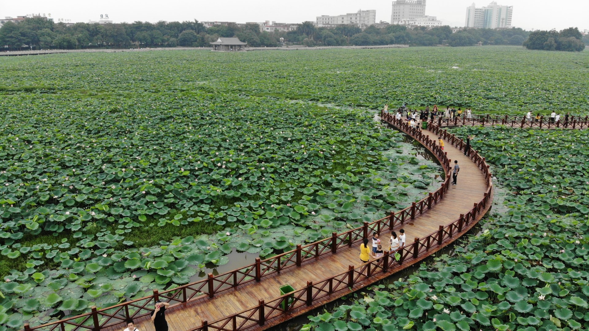 东莞桥头莲湖公园