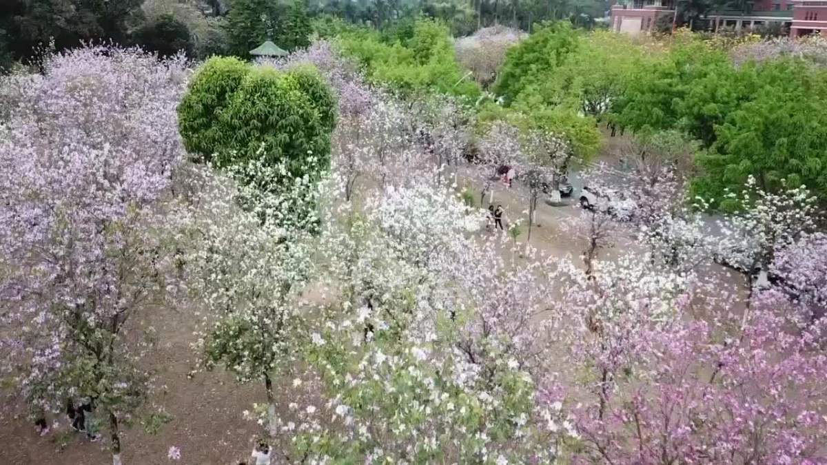 华农花海