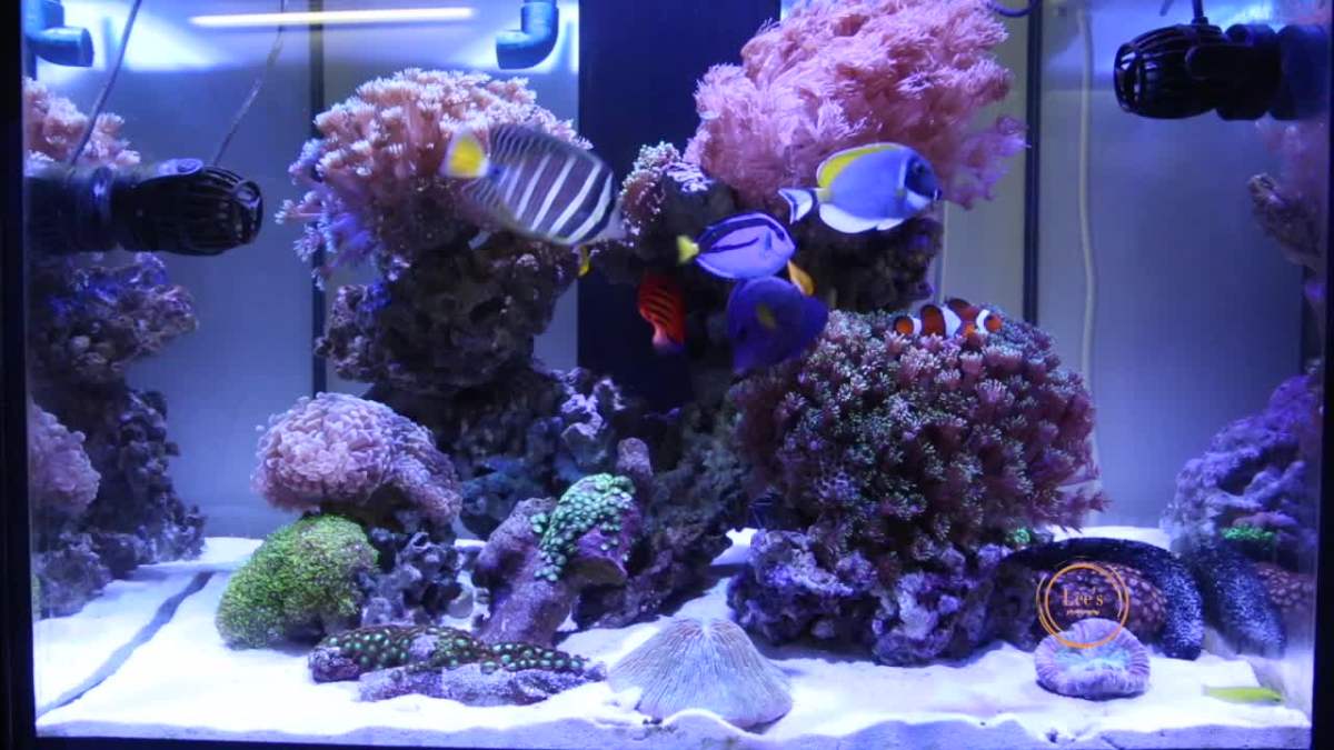 海水缸