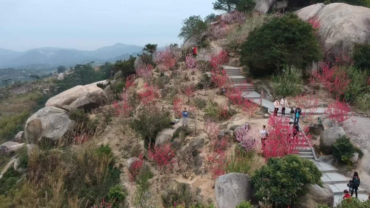 巨峰寺的桃花盛开啦!