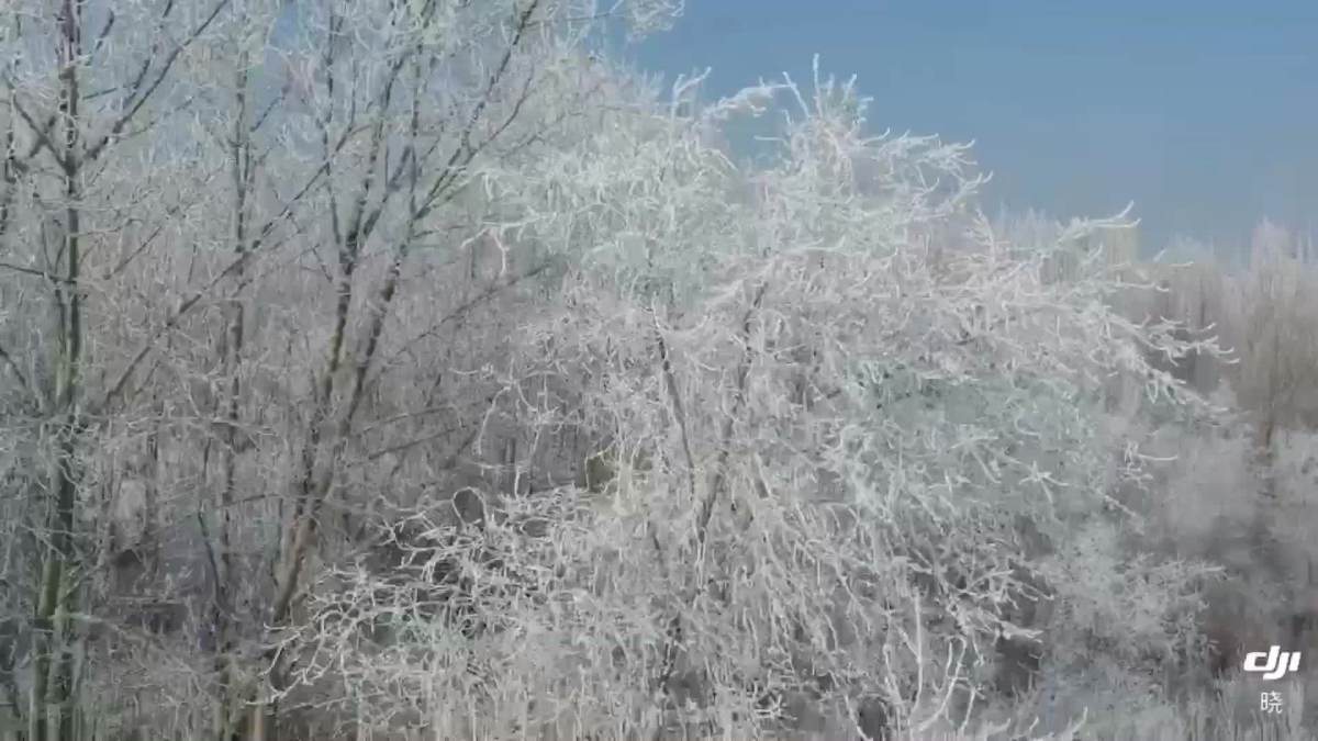 北方地区的冬天.三九严寒,大地冰封,树枝被冰雪覆盖 "