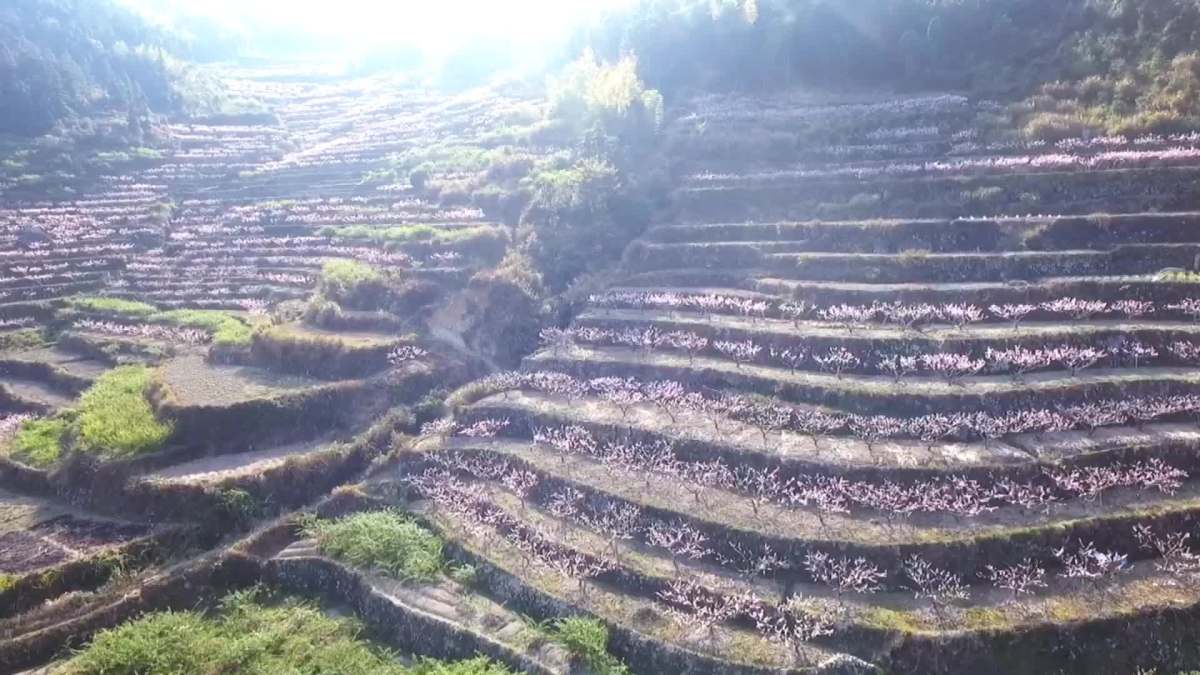 括苍山下外山桃花源 梯田花海