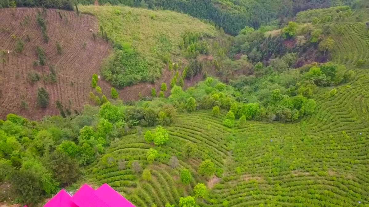 凌云茶山