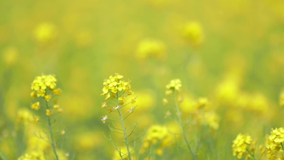 官桥油菜花