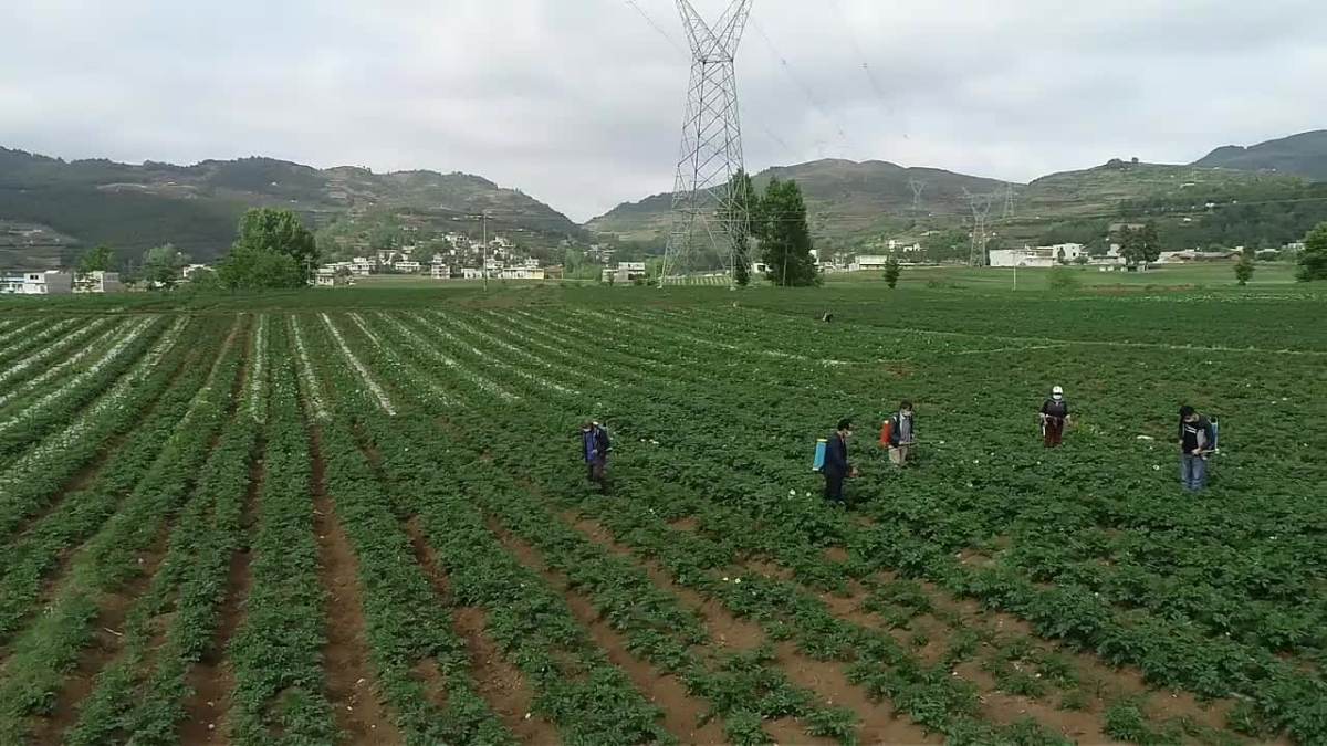 奎香马铃薯晚疫病统防现场培训会