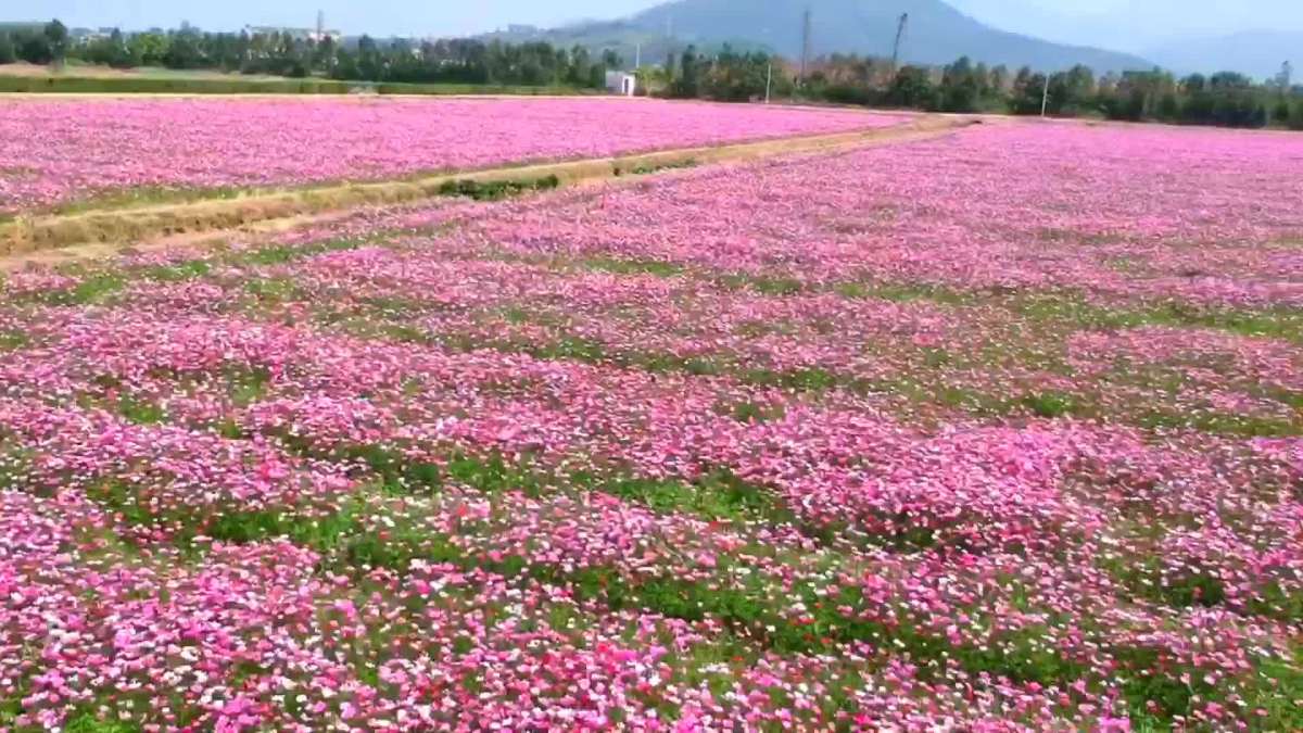 斗门花海