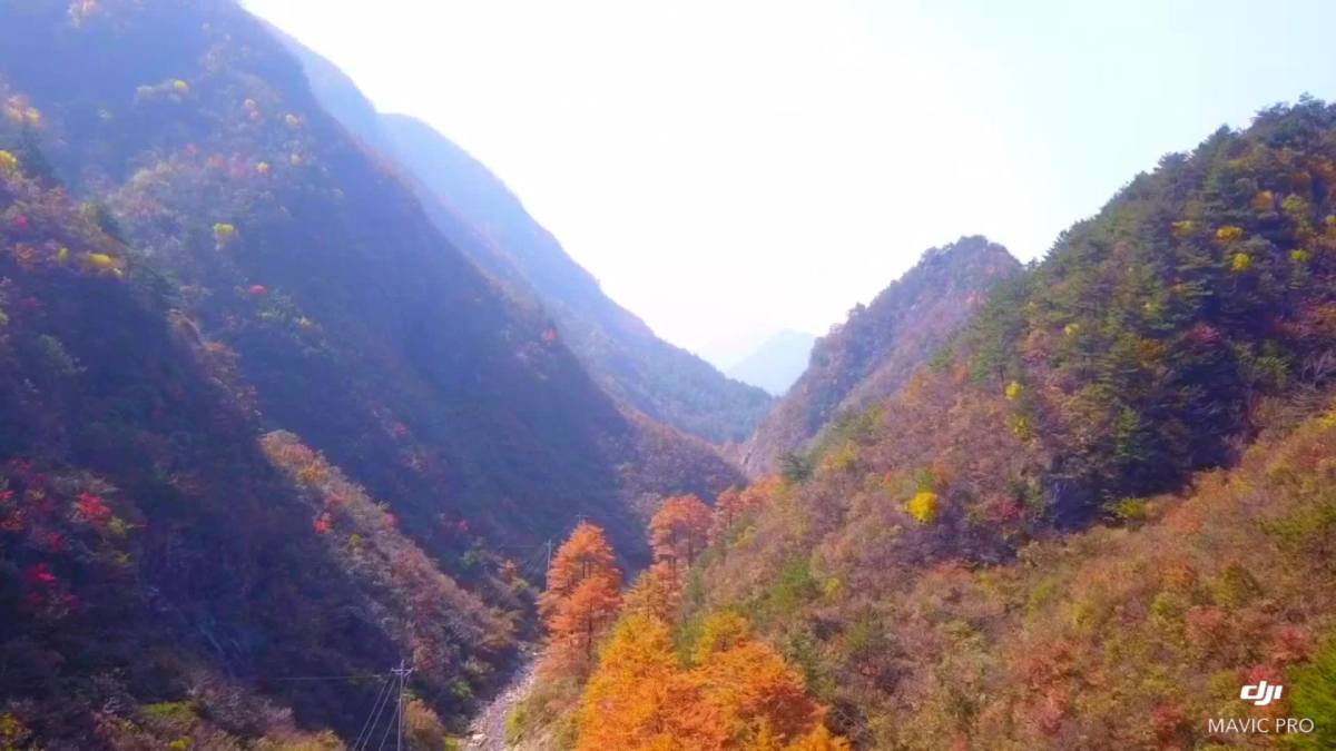 大美石关大美金钱松,大别山岳西县石关乡滑雪场附近.