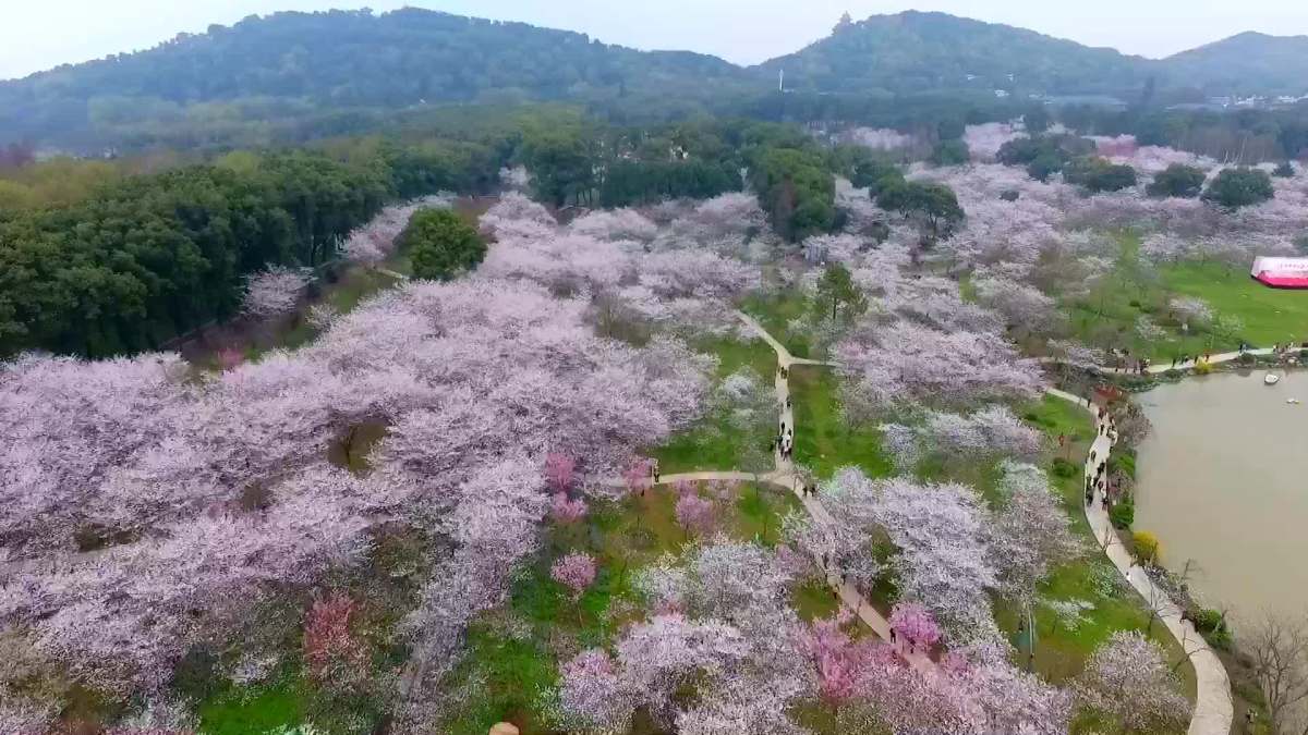 航拍武汉东湖樱花园