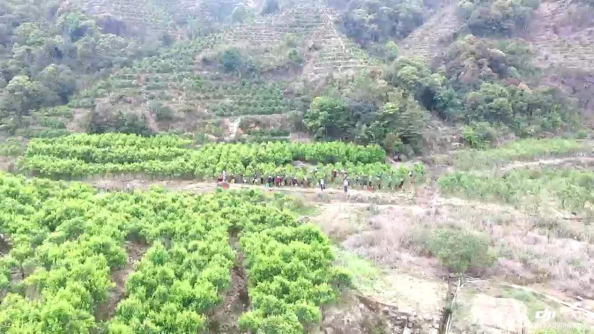 广东省潮州市潮安区凤凰镇最美茶园乌岽山-文涛茶庄园