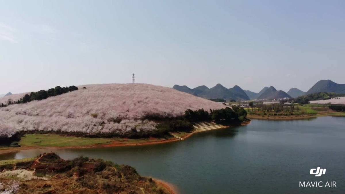 贵州平坝樱花季