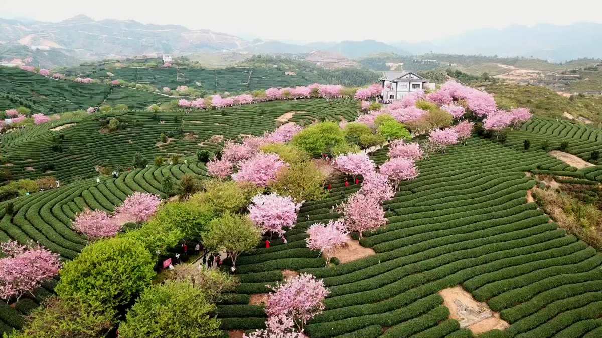 漳平永福台品樱花园