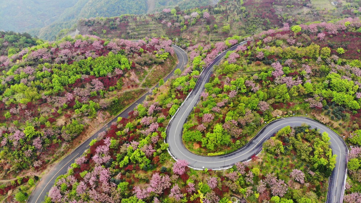 美丽的四明山樱花季