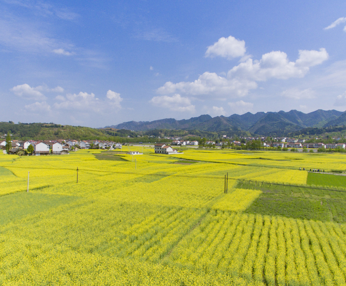 汉中油菜花踏春行