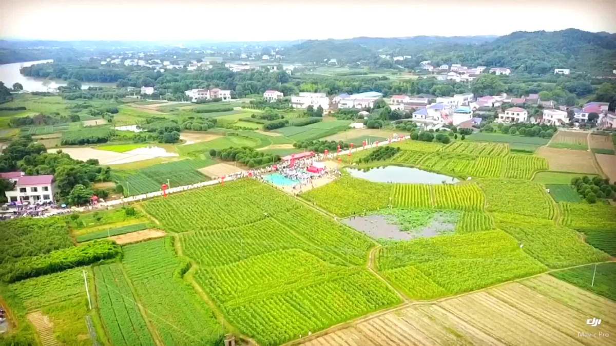 浏阳普迹镇,向日葵旅游节活动现场