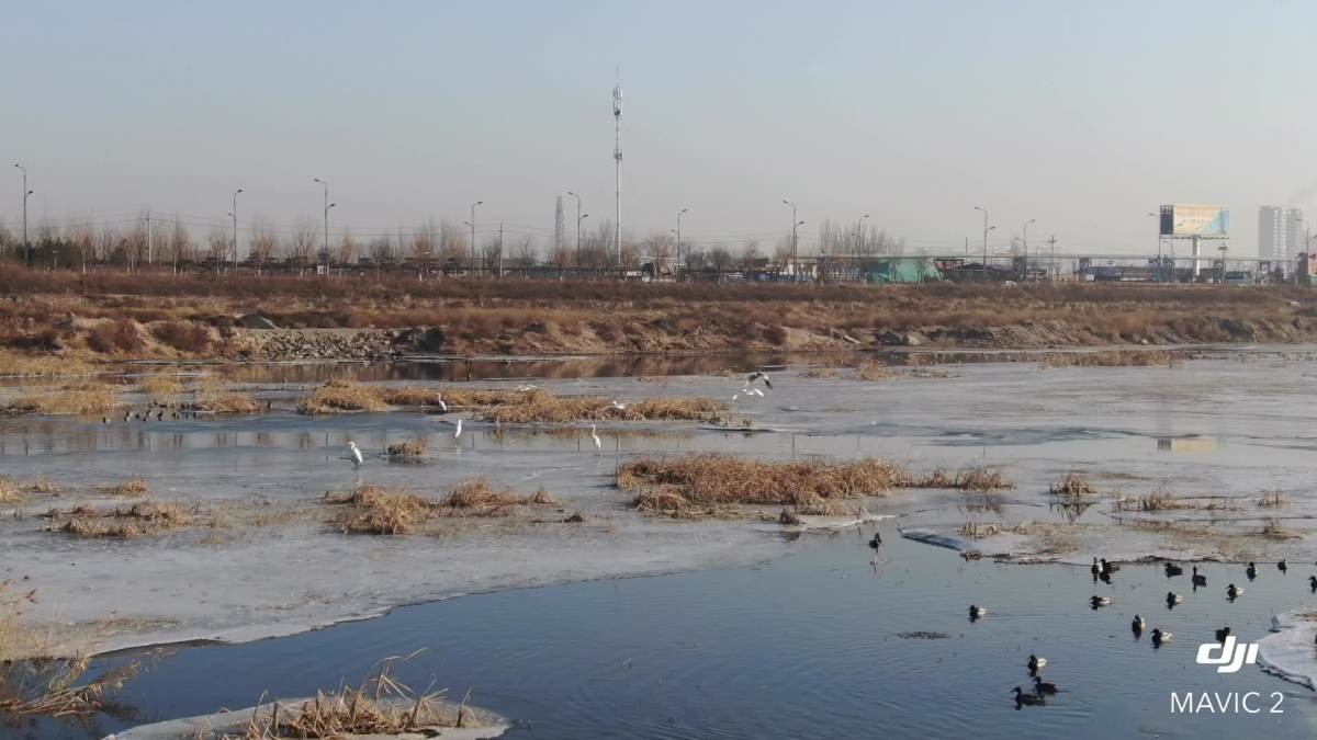 张家口宣化洋河湿地候鸟迁徙栖息地