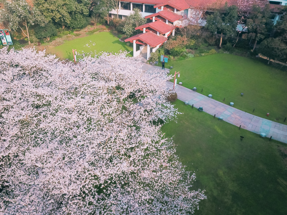 杭州茶博樱花季