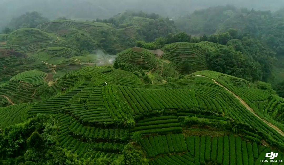 四川省名山蒙顶山茶产区双河金鼓茶山~李依凡踩点