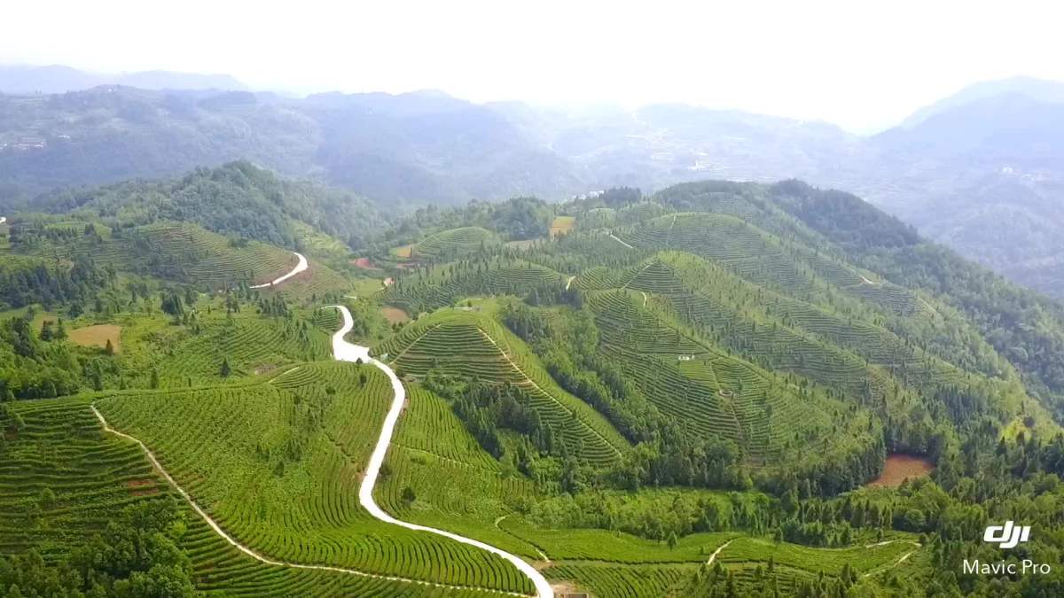 一叶黔香----"览茶山全貌,品一叶香茗"