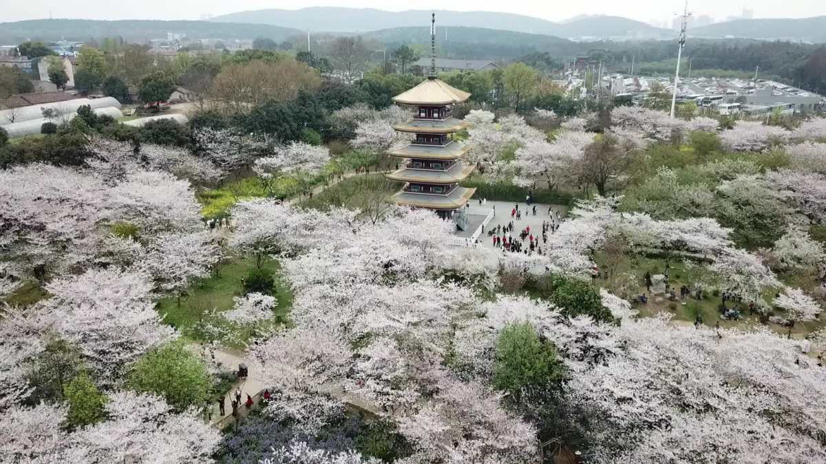 武汉东湖磨山樱花园