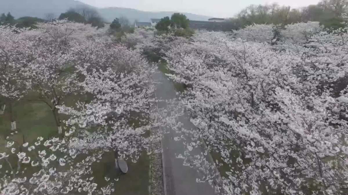 樱花开似雪,南京明孝陵中日友好樱花园