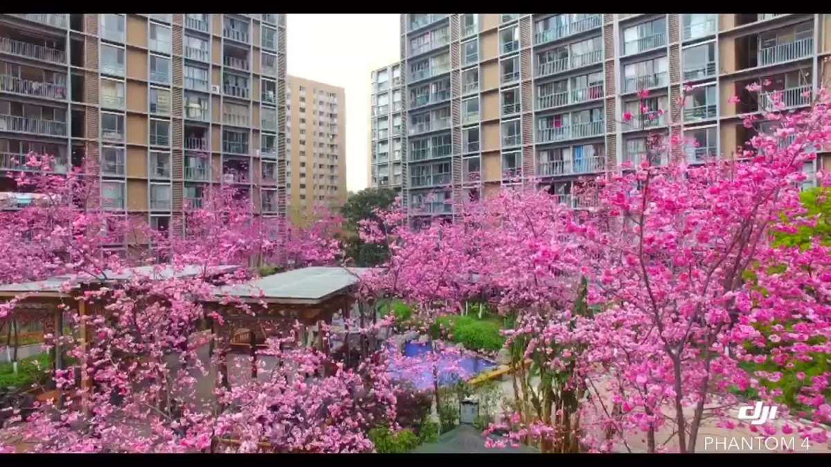 小区的樱花开了