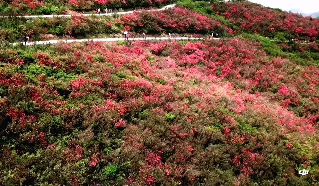 映山红遍阳明山