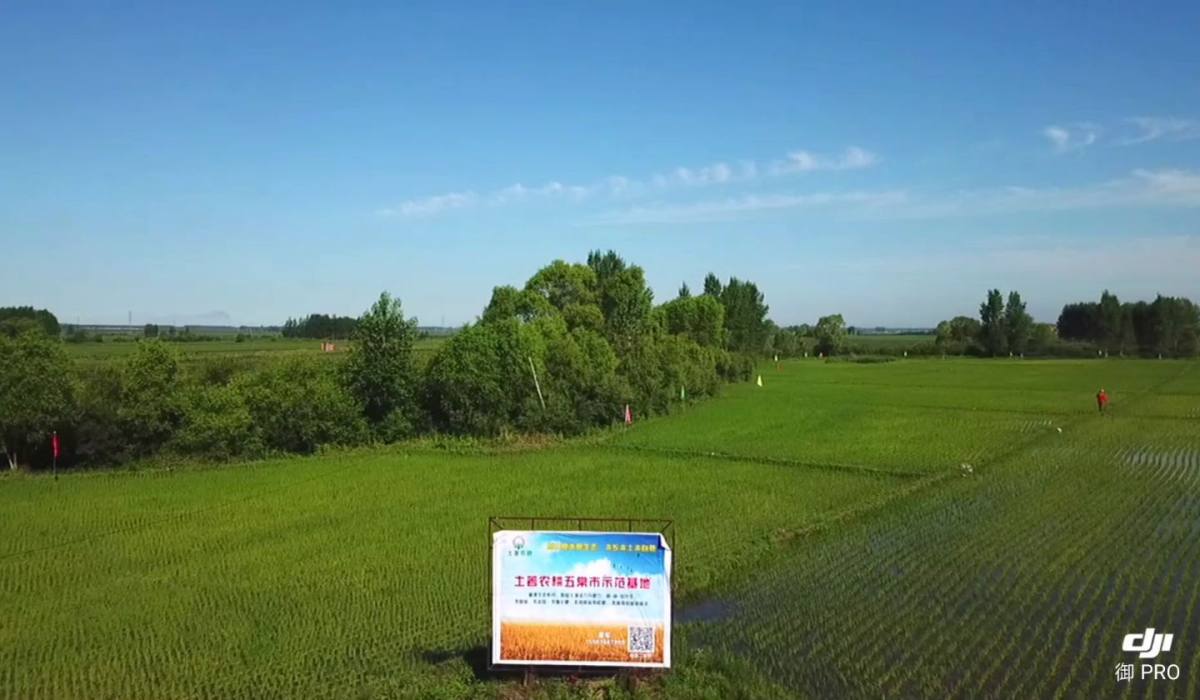 快来看看耕心园的东北五常水稻基地