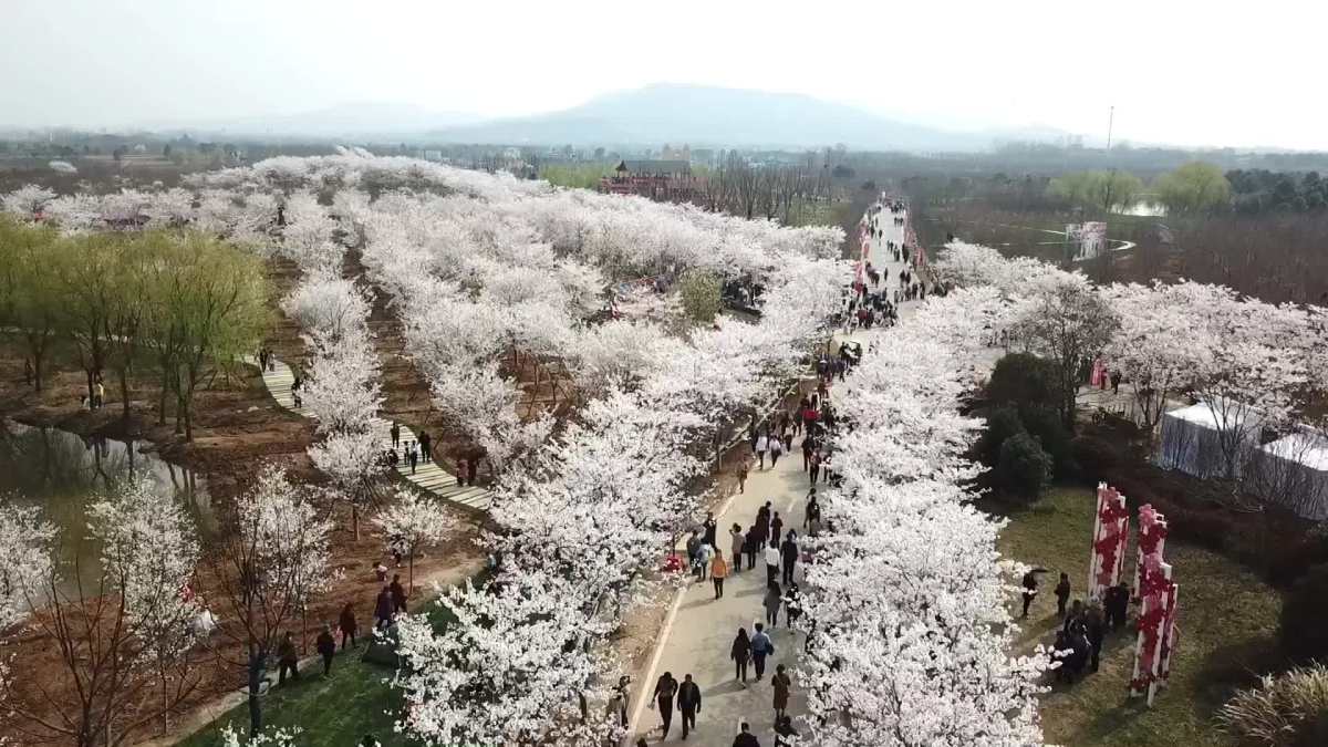 樱花季～天王浮山樱花园
