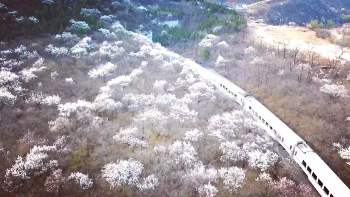 居庸关花海航拍