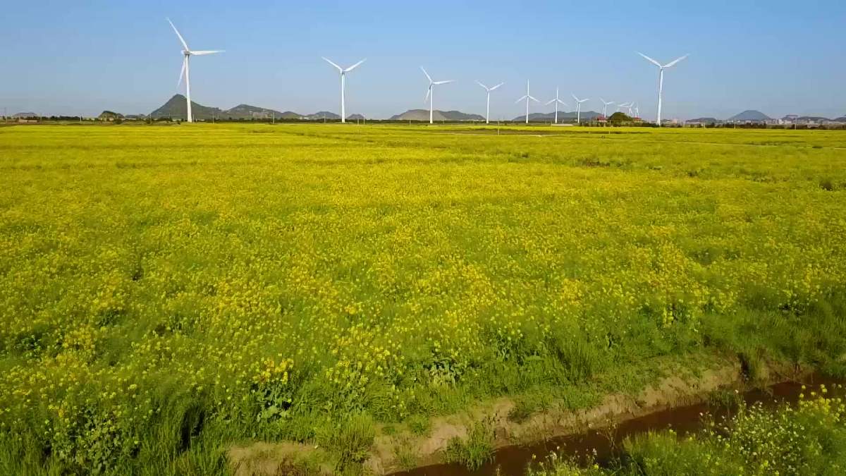 东海塘油菜花田