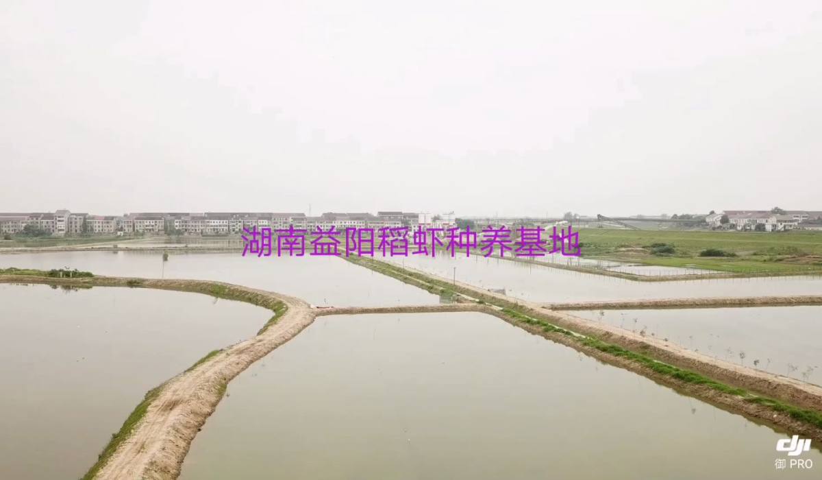 湖南益阳稻虾种养试验(三号)基地
