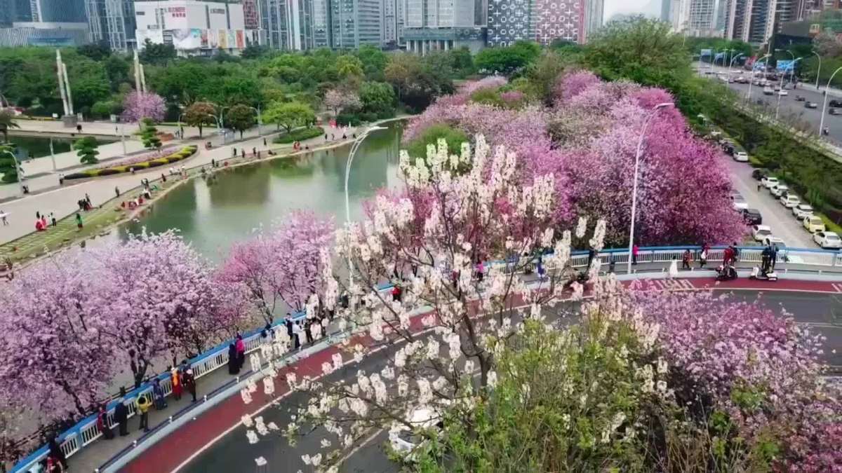 柳州紫荆花留念