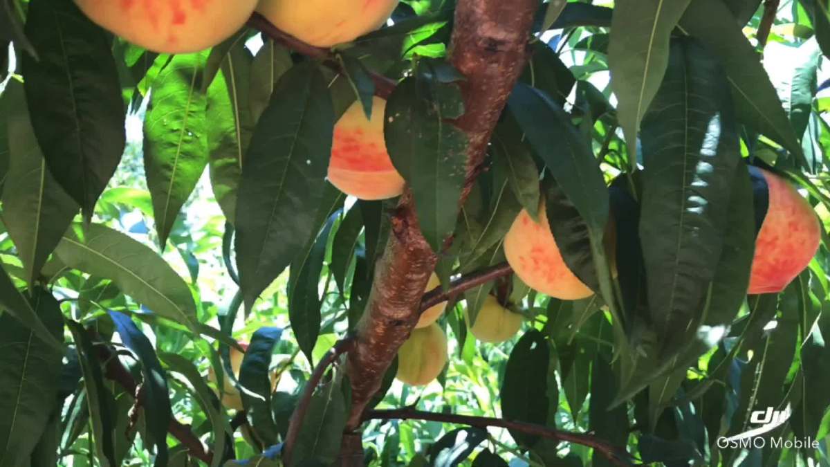 蜜桃成熟时
