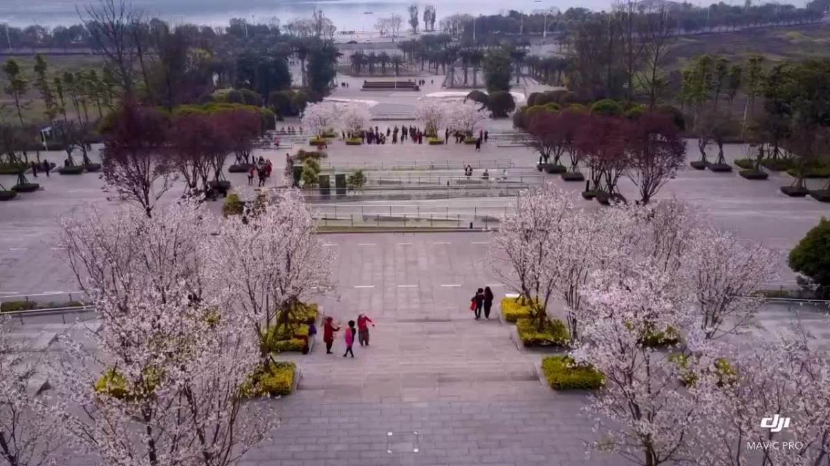 麒麟广场樱花飞舞