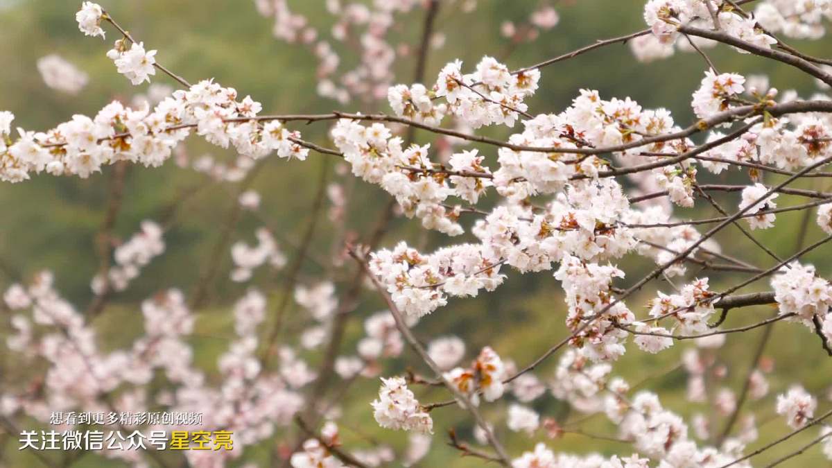 航拍隆回大东山樱花