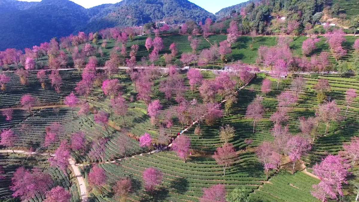 云南.南涧「樱花谷」