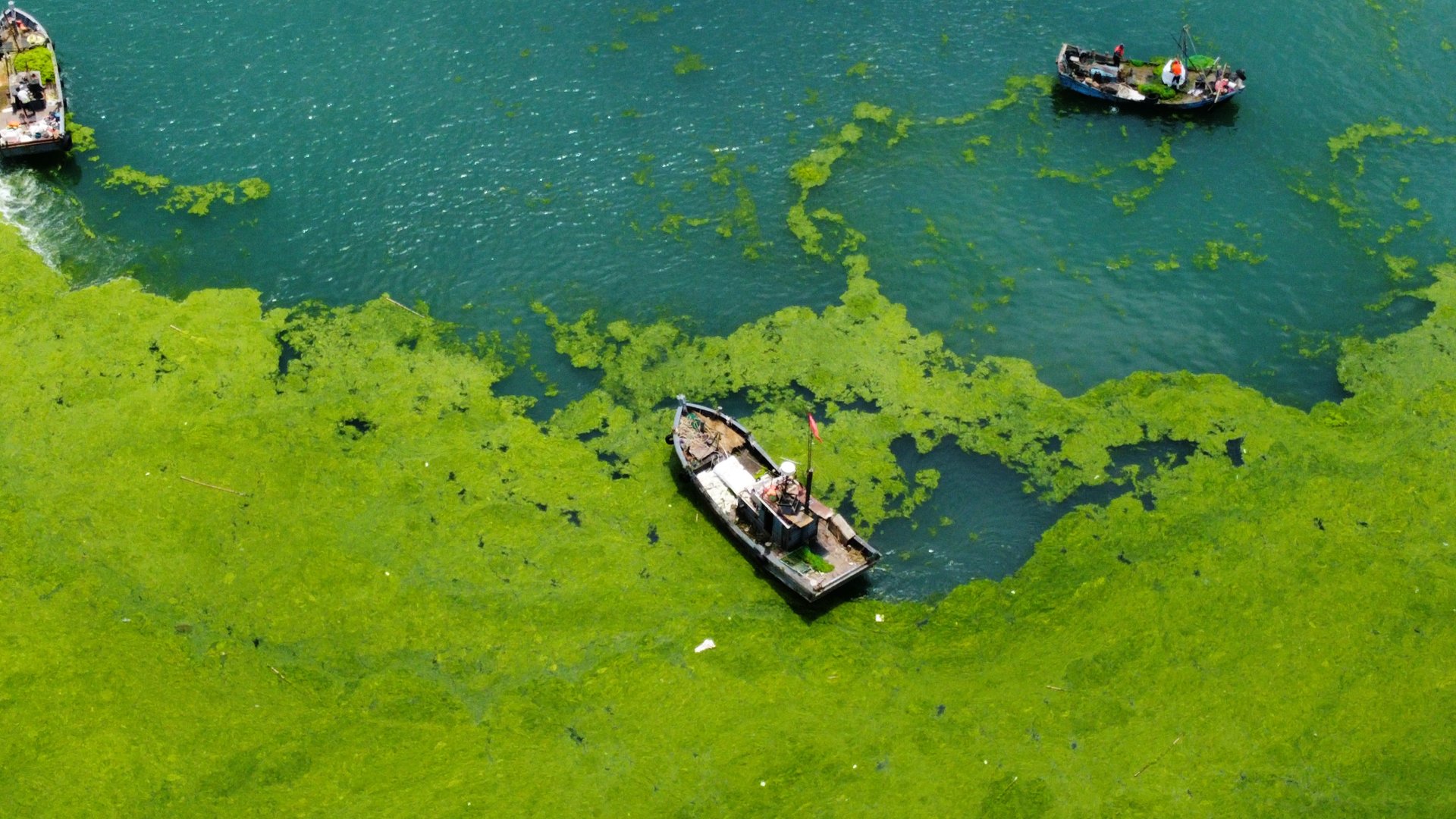 青岛团岛湾浒苔2 来自 四季李子 | 天空之城