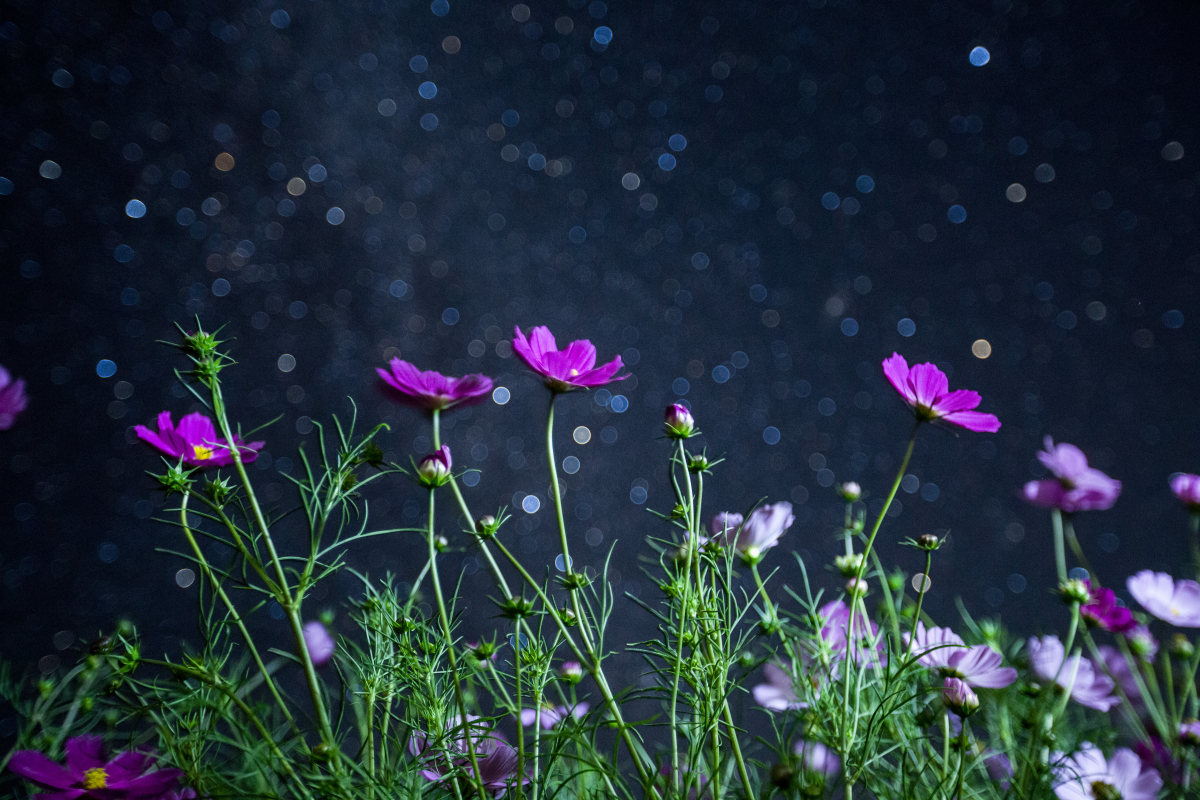 星空下的格桑花