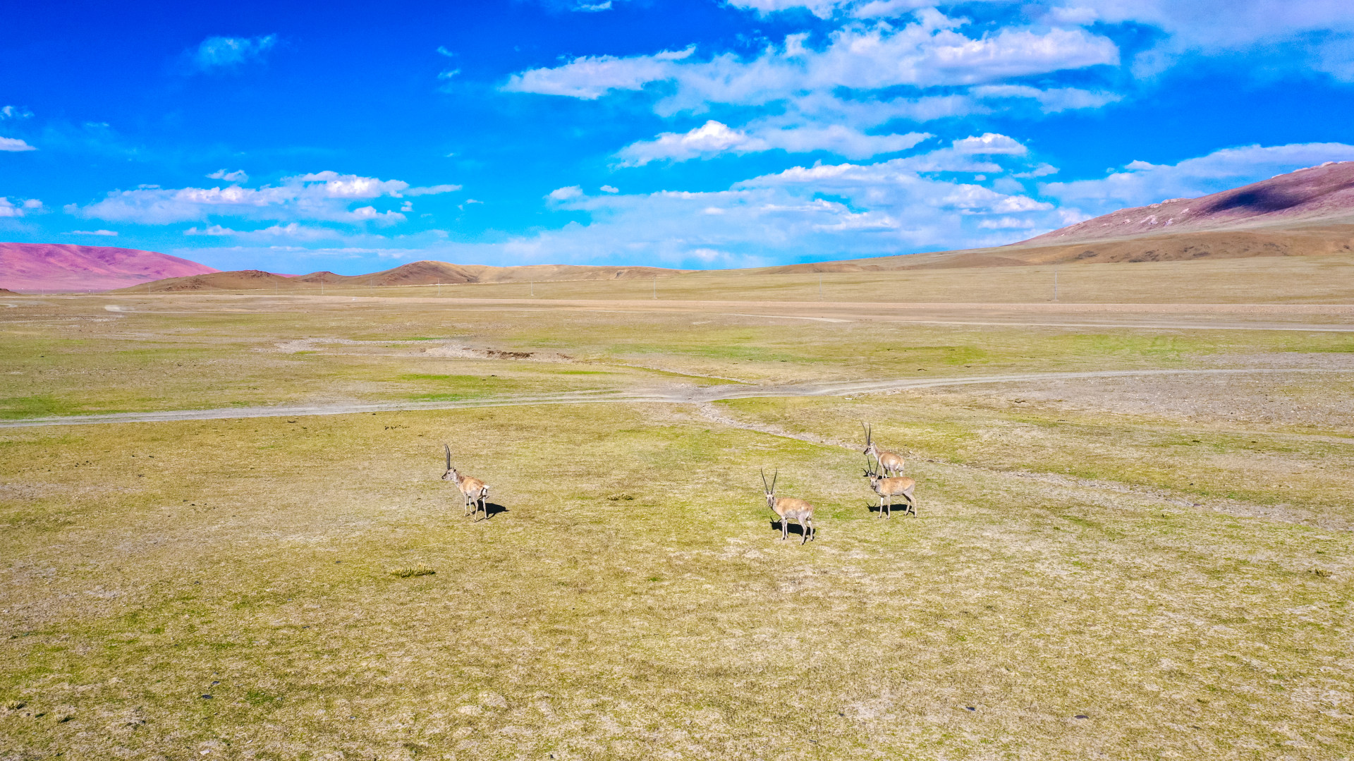 羌塘草原上的藏羚羊
