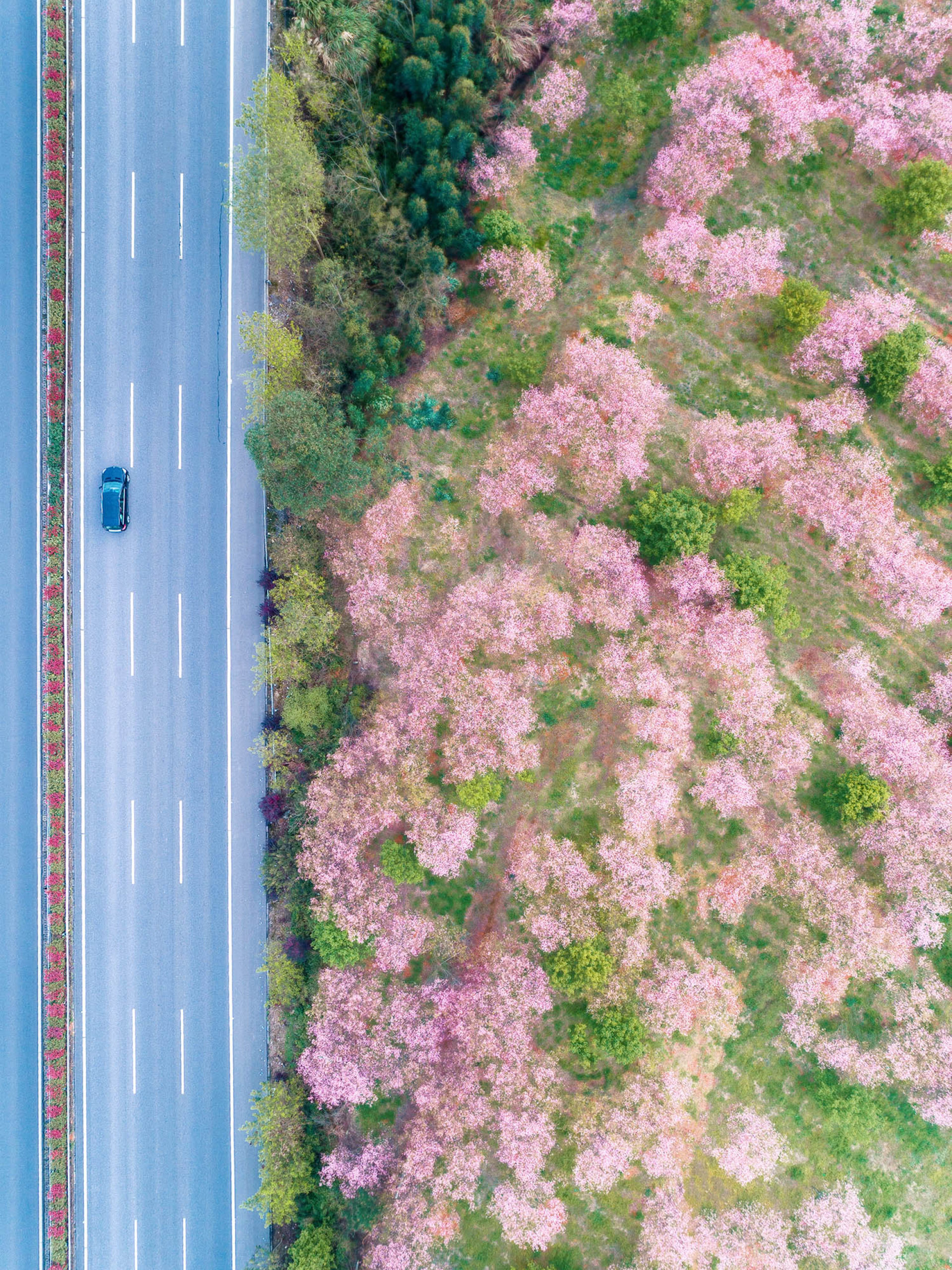 樱花林效果图图片