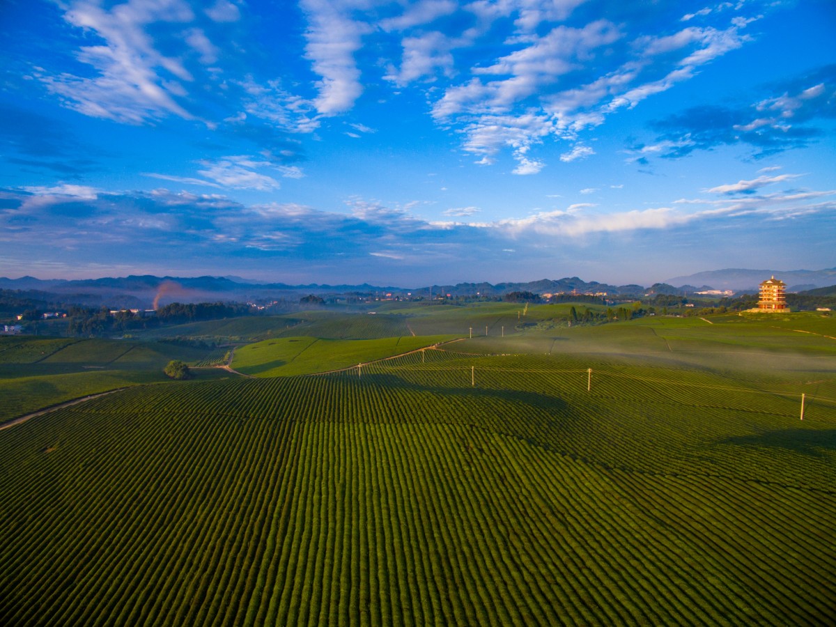 20 茶海的早晨 2016-12-30skypixel use only 中國茶海連片茶園達萬畝