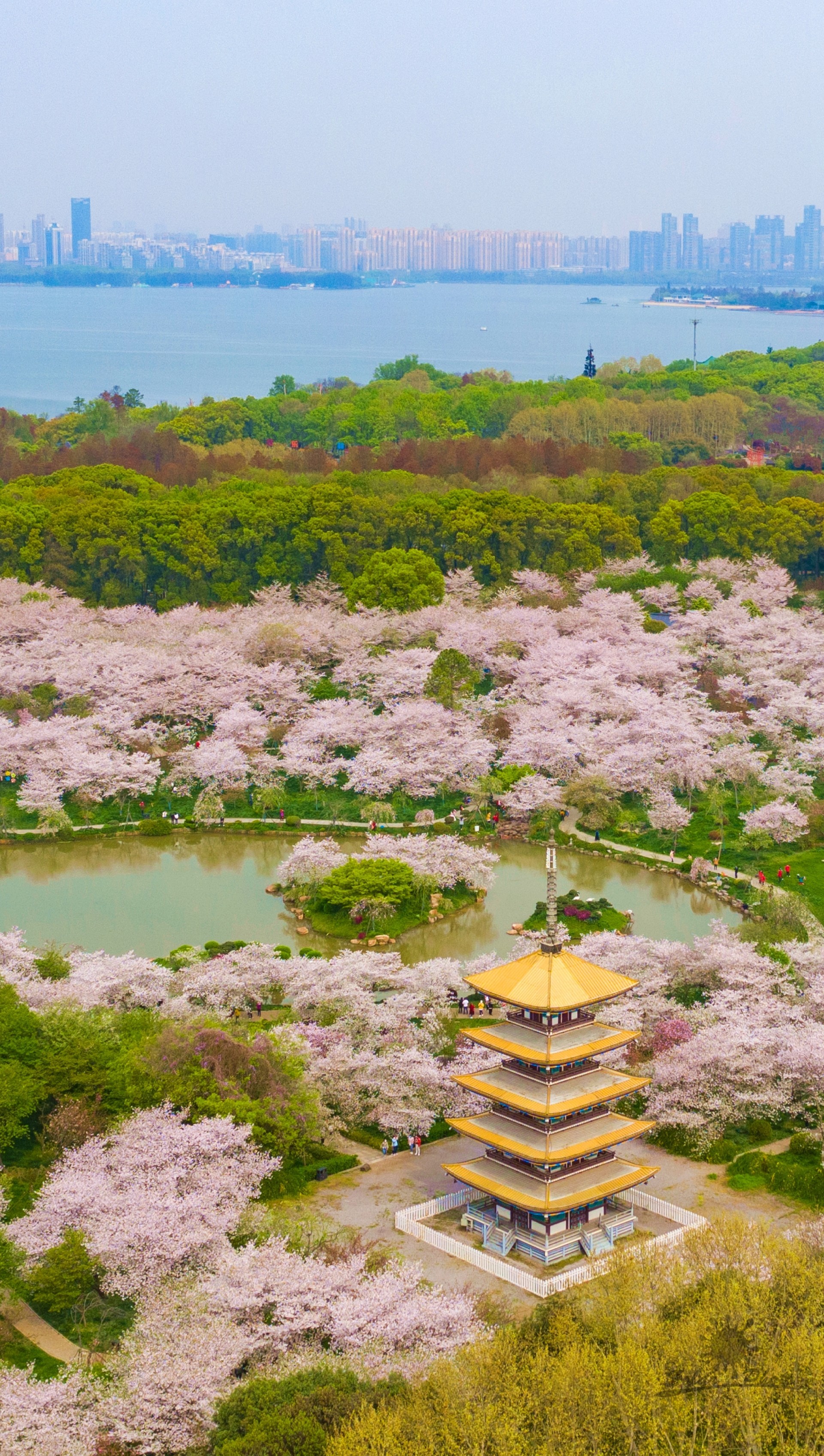 武汉东湖樱花园盛景 来自 | 天空之城
