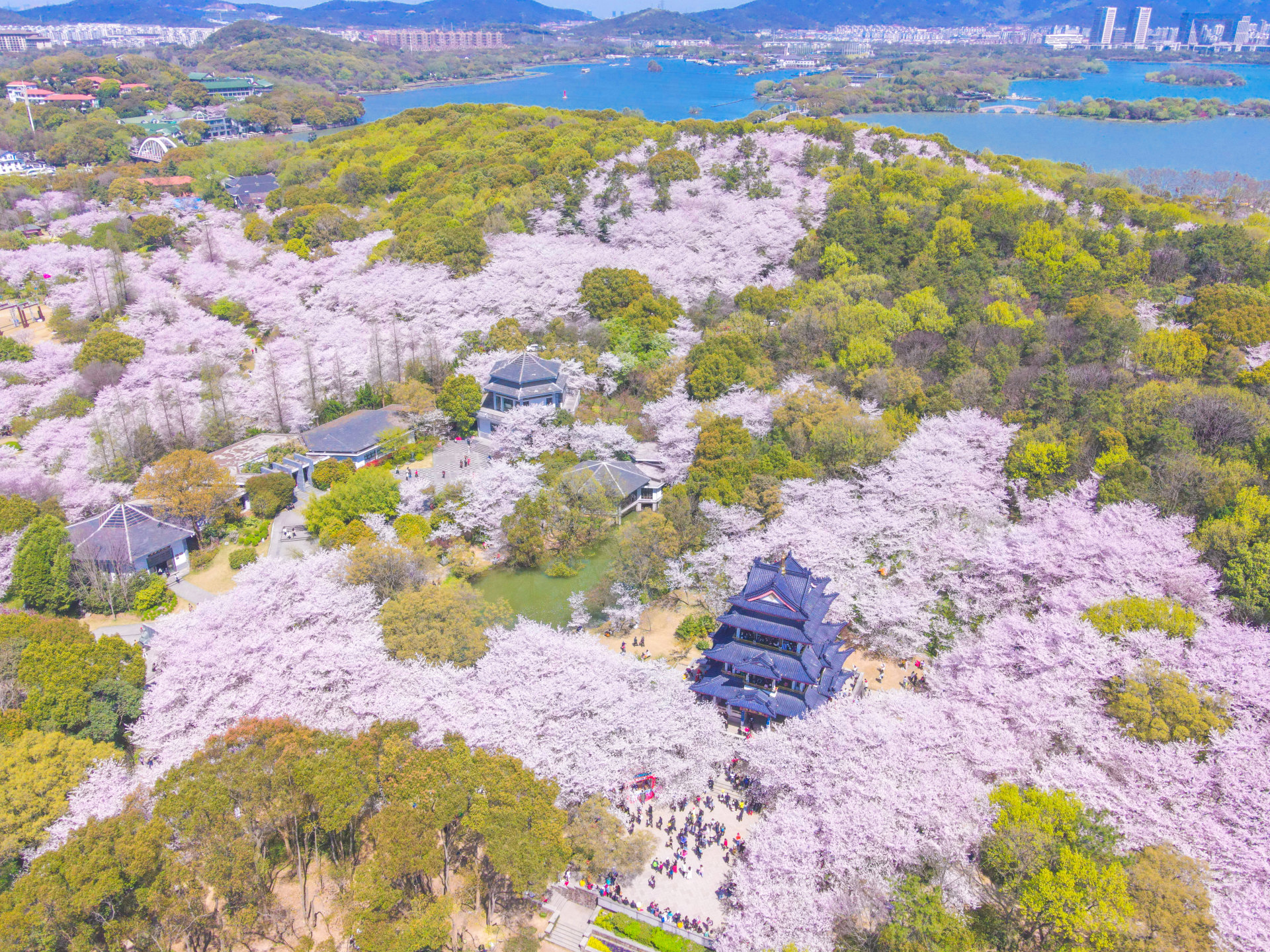 太湖鼋头渚风景区樱花谷