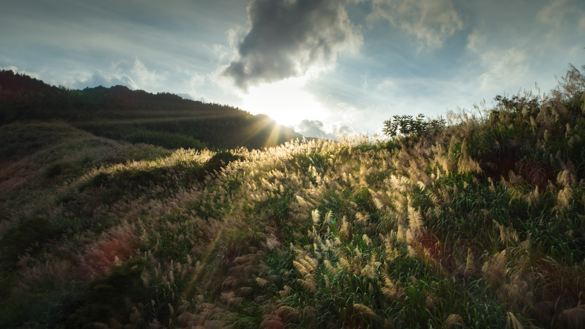 芦苇之光reeds in the sun 来自 天空之城上帝之眼 | 天空之城