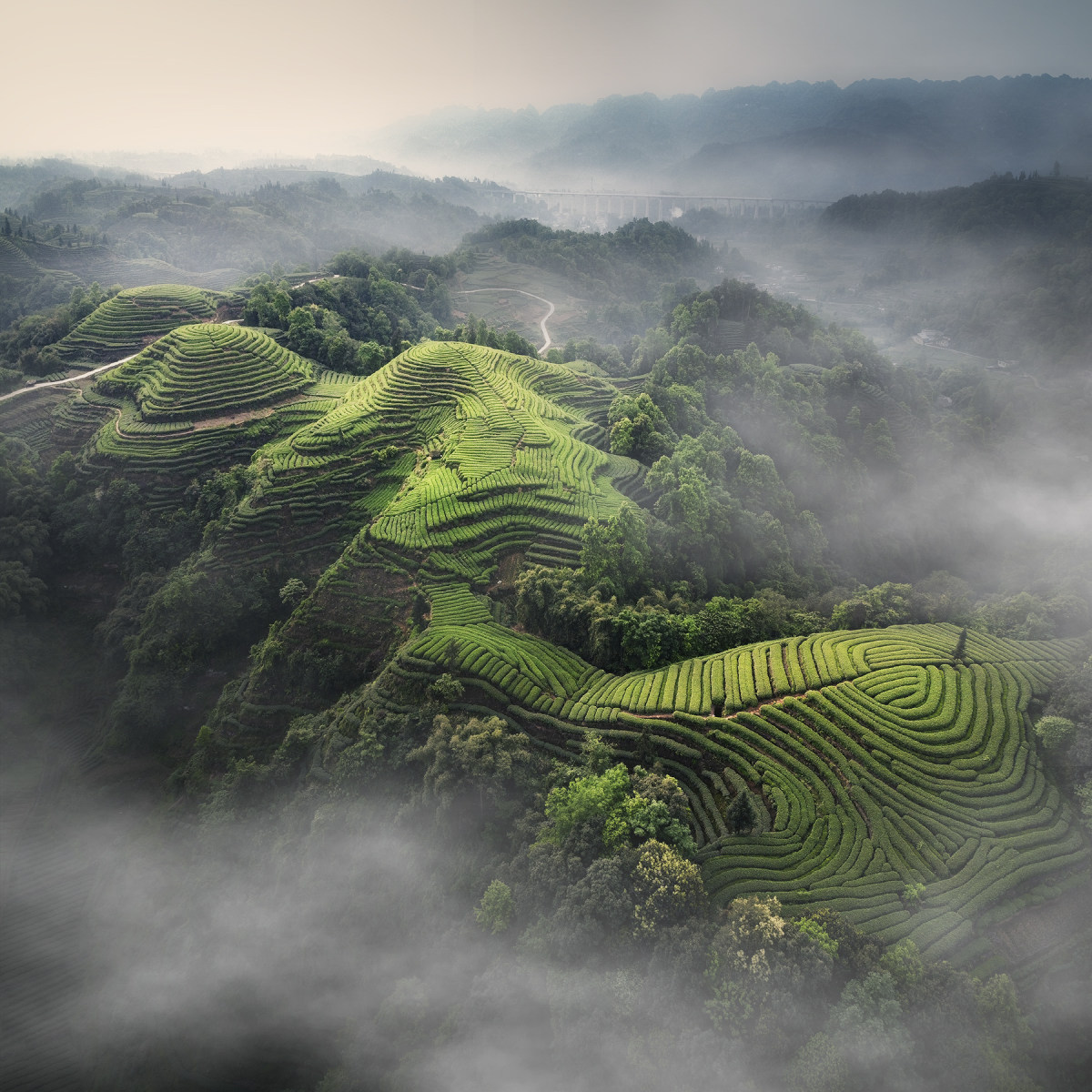 茶山 春色