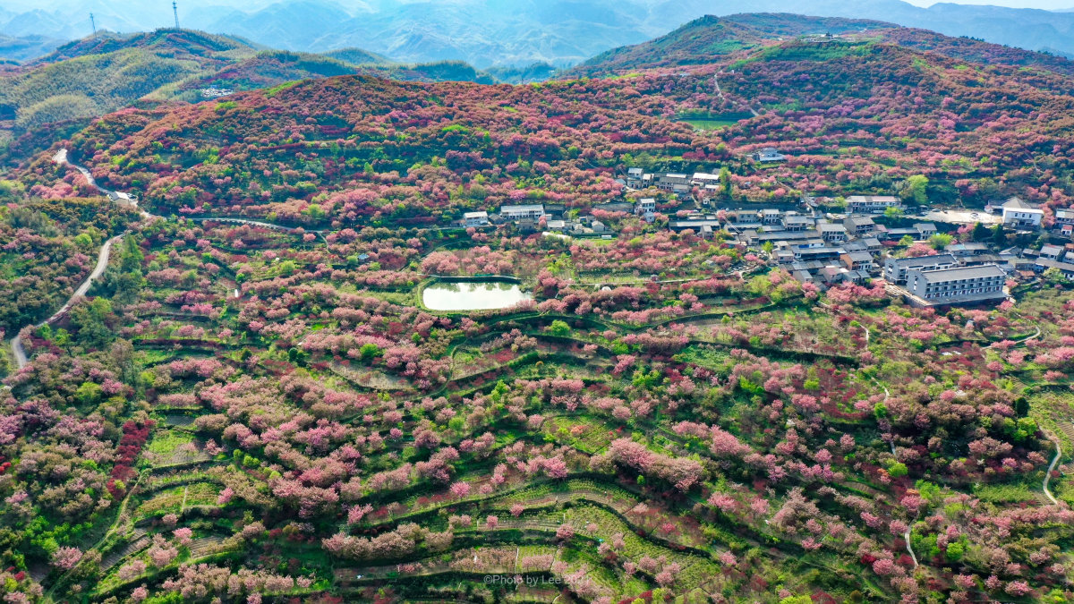 解霸turbo(lee)每年3月底到4月是樱花盛开的季节,位于四明山心的杖锡