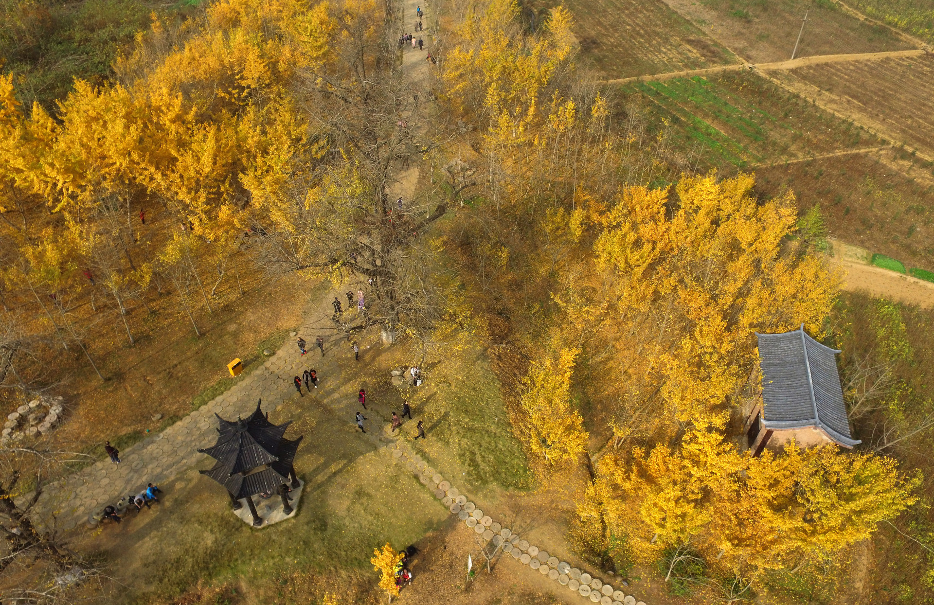鸟瞰随州银杏谷 黄金叶如诗如画 之一