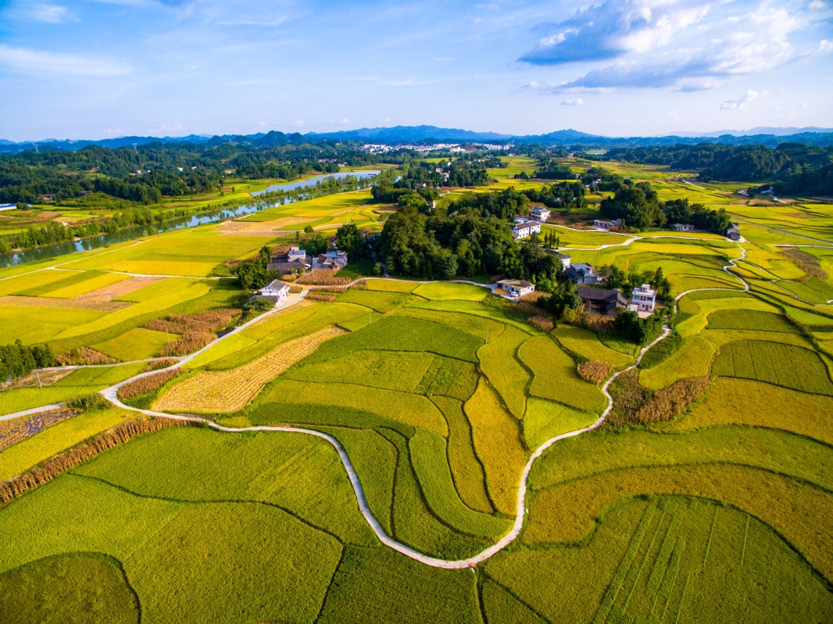 金色田园贡米之乡组照